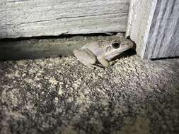 Plancia ëd Litoria inermis (Peters 1867)