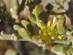 Image of Zygophyllum borissovae Beier & Thulin