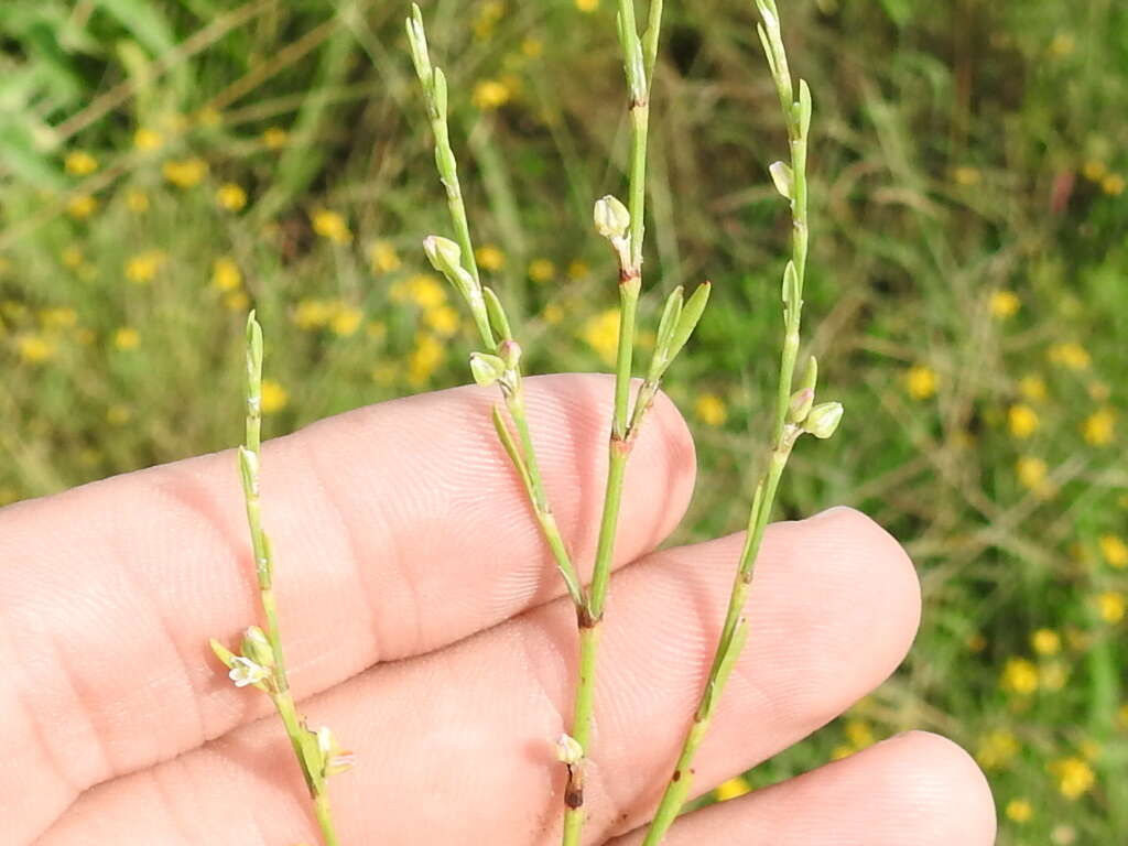 Image of bushy knotweed