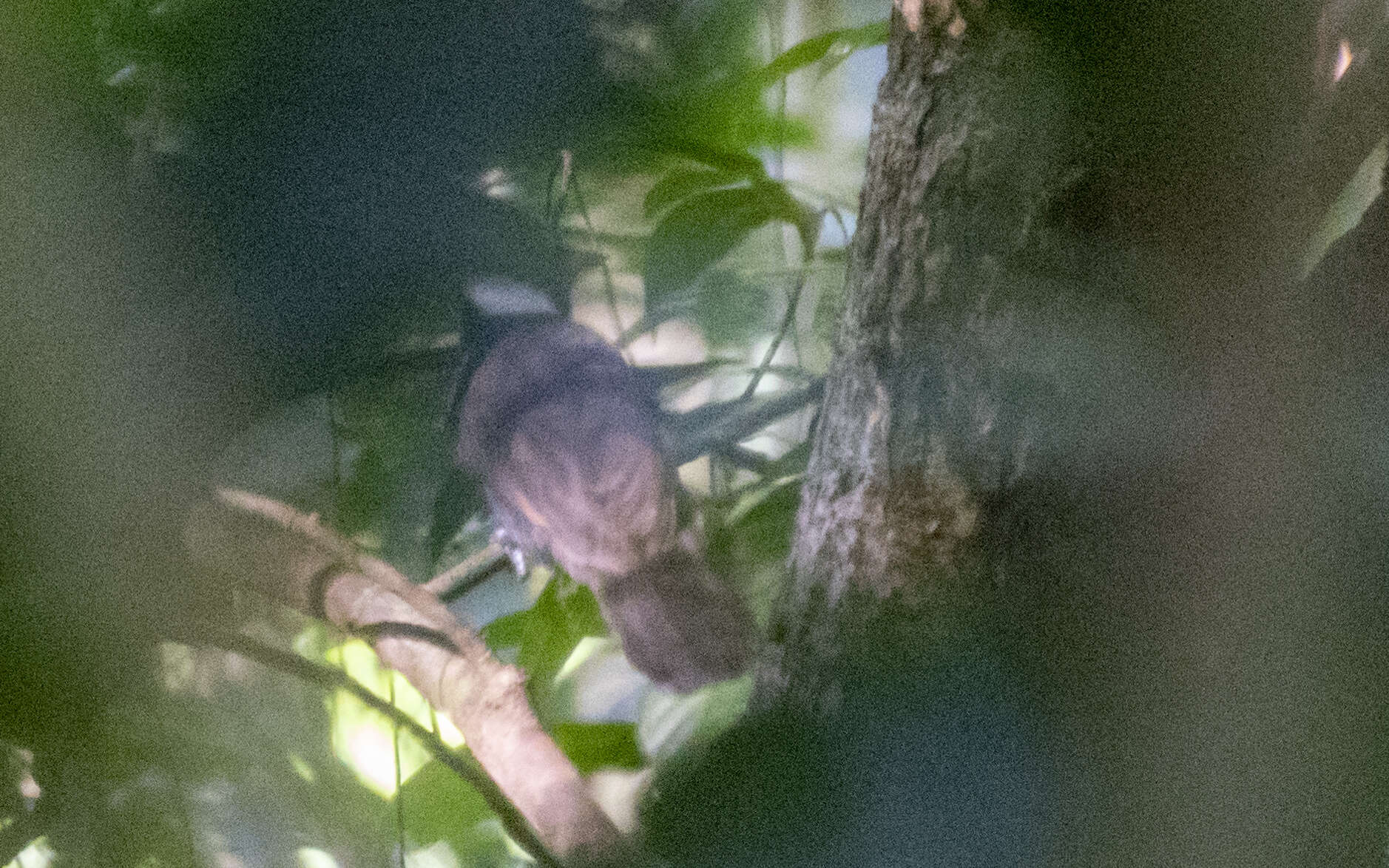 Image of Crested Jay