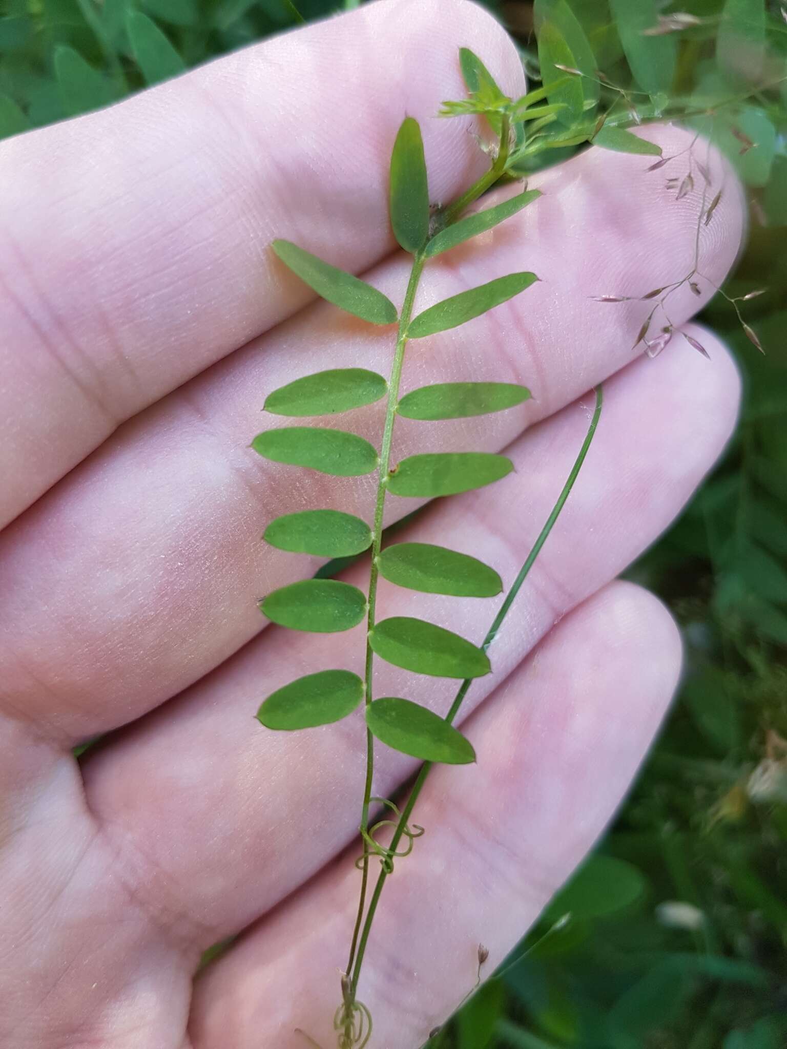 Image of wood vetch