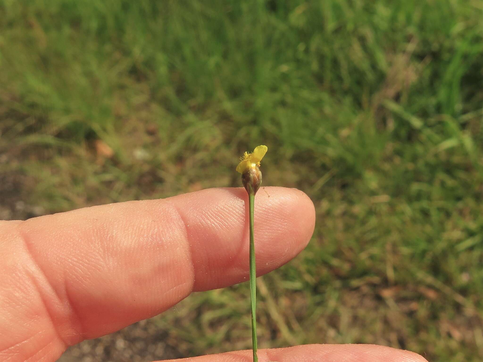 Image of Curtiss' yelloweyed grass