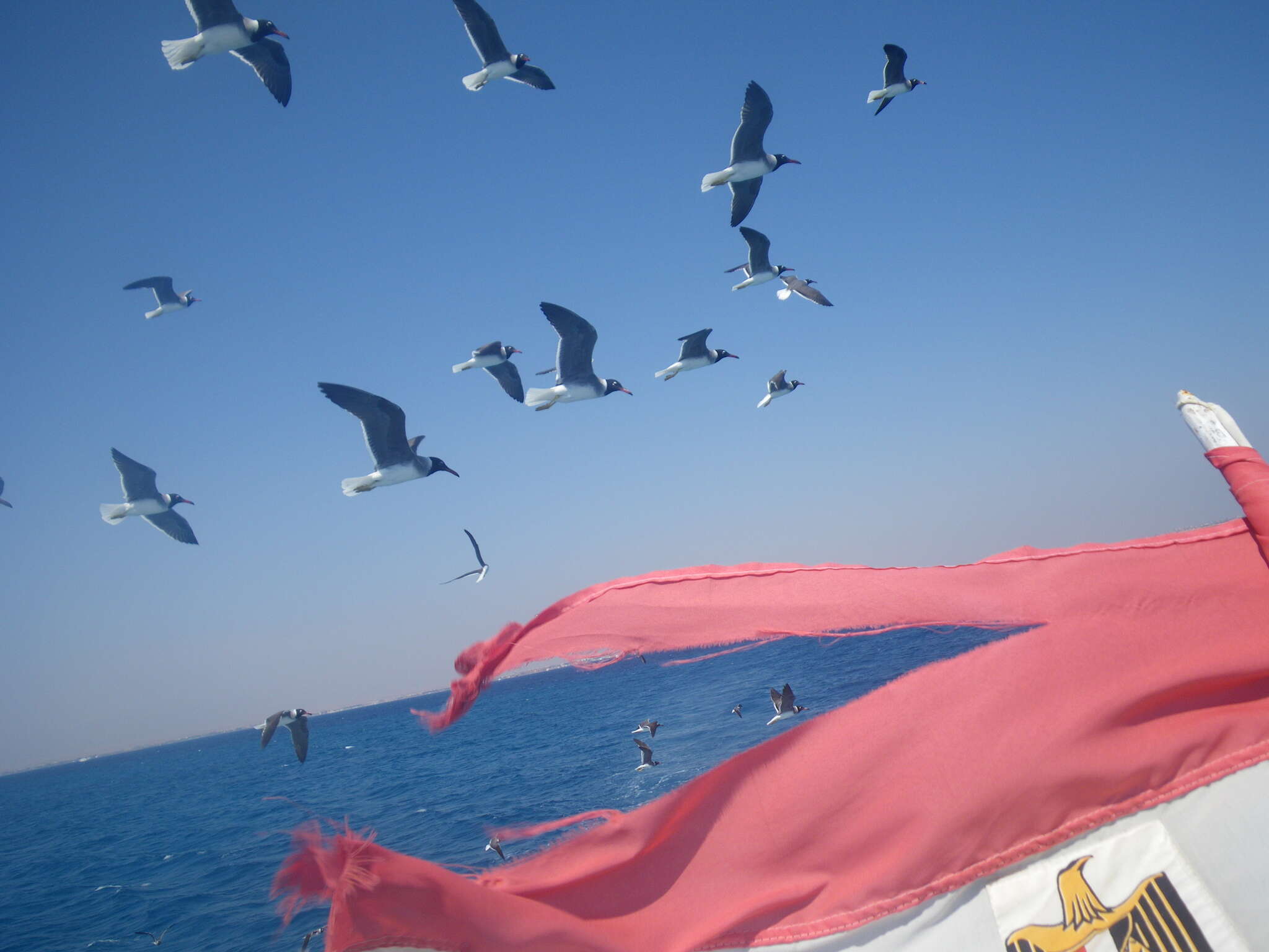 Image of White-eyed Gull