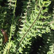 Image of golden lipfern