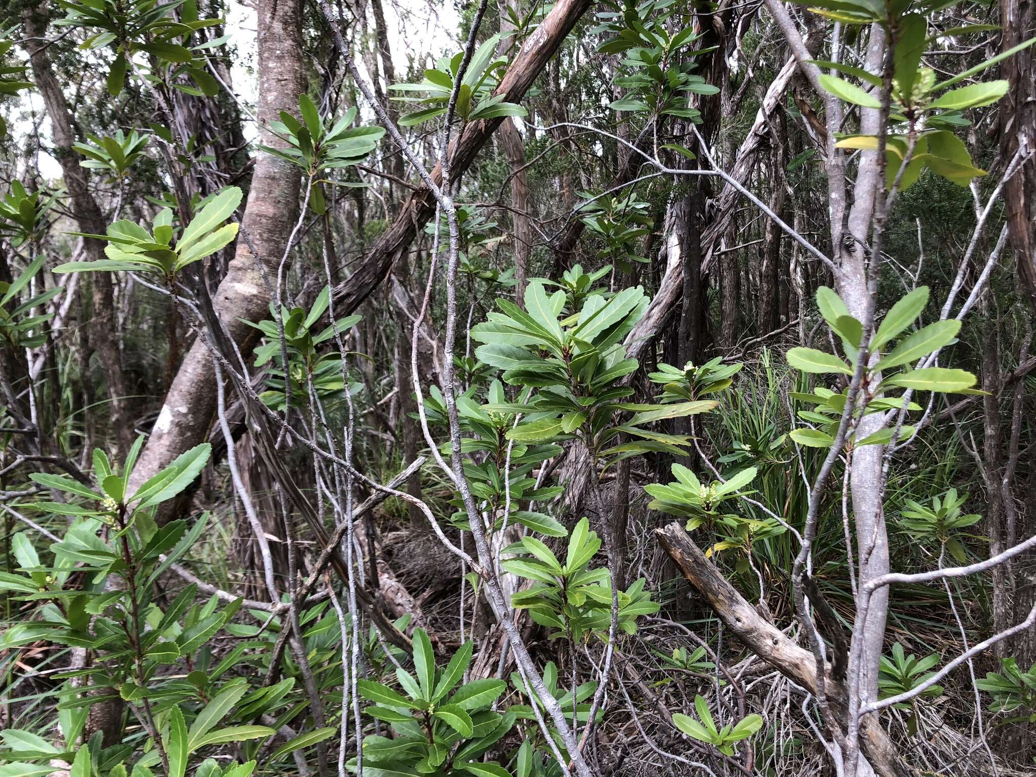 Sivun Tasmanianluumukkeet kuva