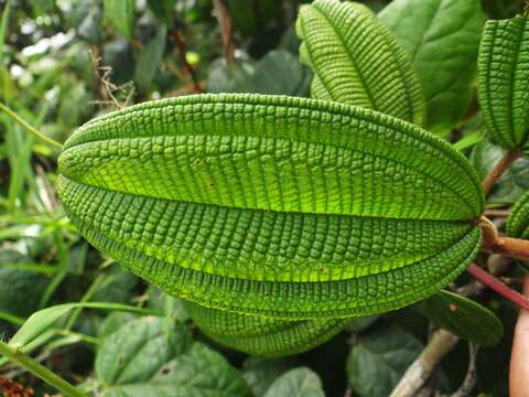 صورة Miconia pycnoneura Urb.