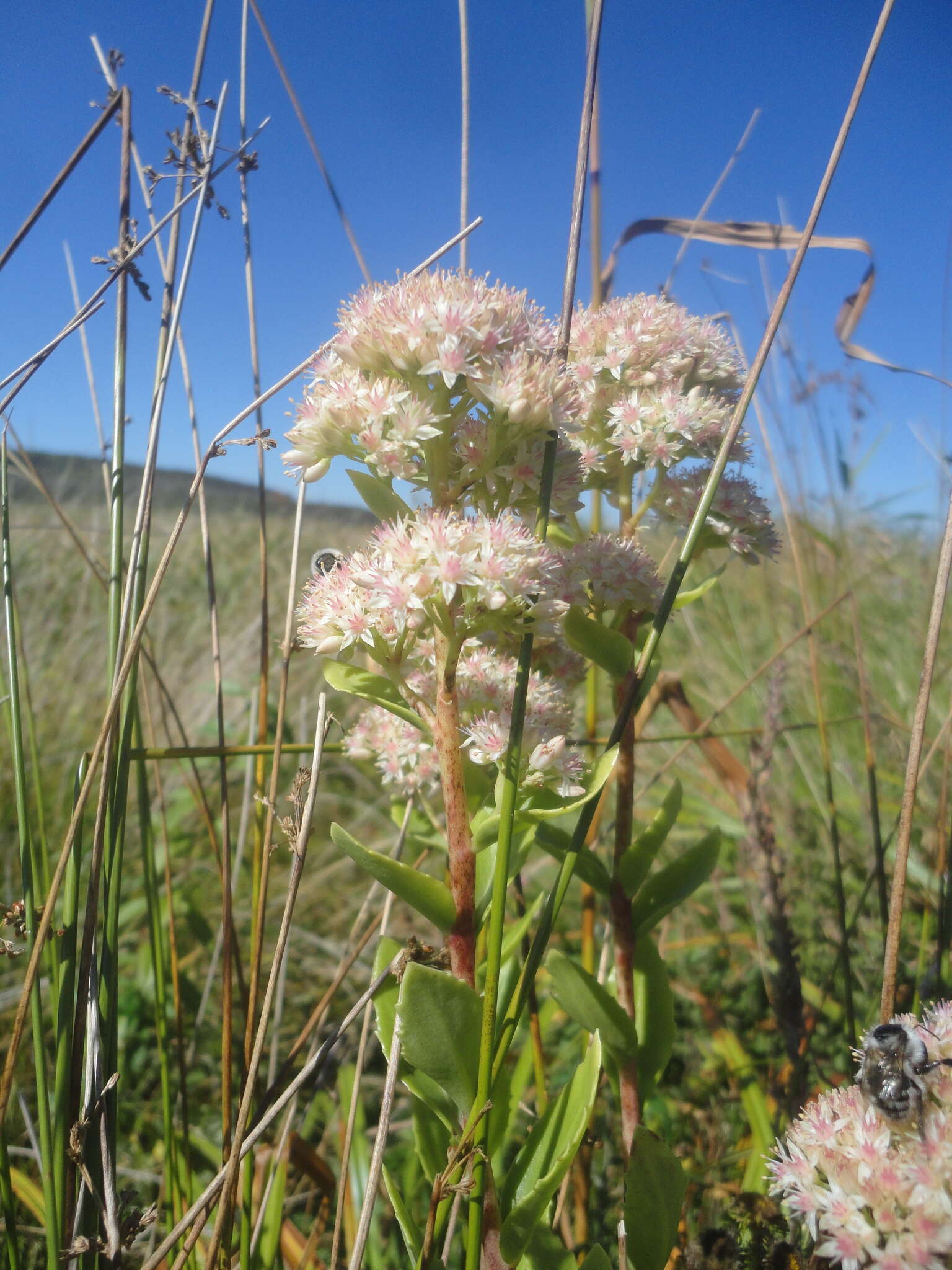 Image of Hylotelephium pallescens (Freyn) H. Ohba