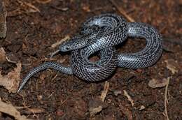 Image of Variegated Wolf Snake