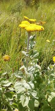 Image of Umbrella everlasting