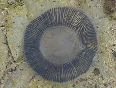 Image of crystal jelly