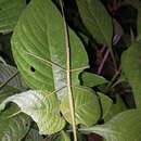 Image of Paraentoria bannaensis (Chen, S. C. & Y. H. He 1997)