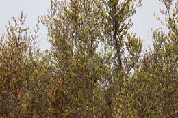 Image of smooth mountain mahogany