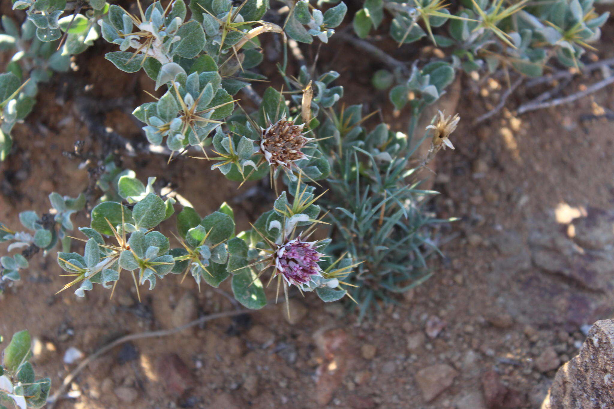 Image of Macledium spinosum (L.) S. Ortiz