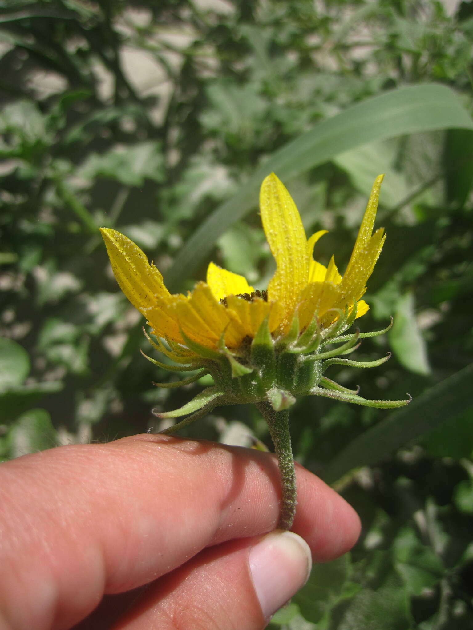 Image of Texas sunflower