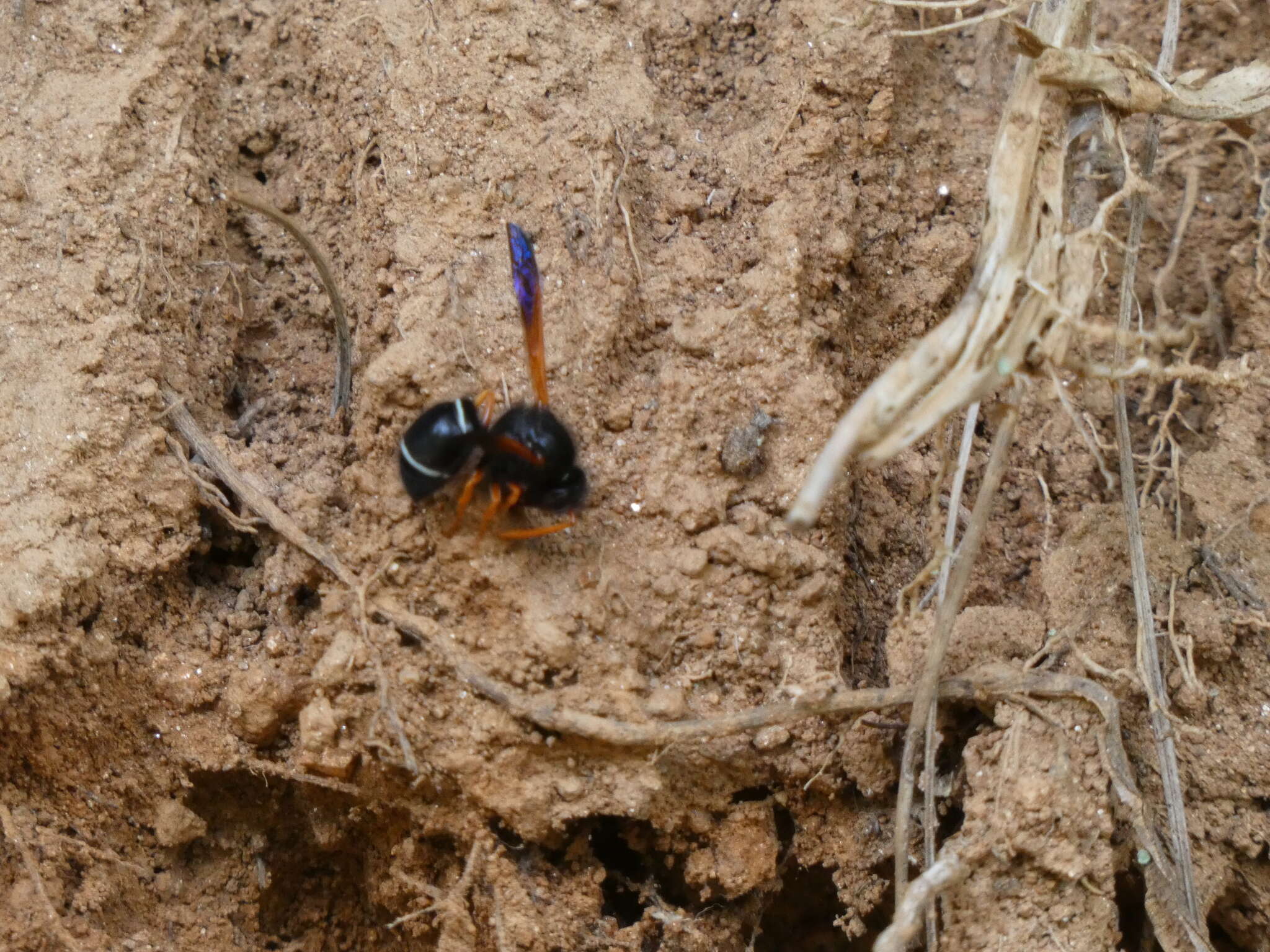 Plancia ëd Hypodynerus vespiformis (Haliday 1837)