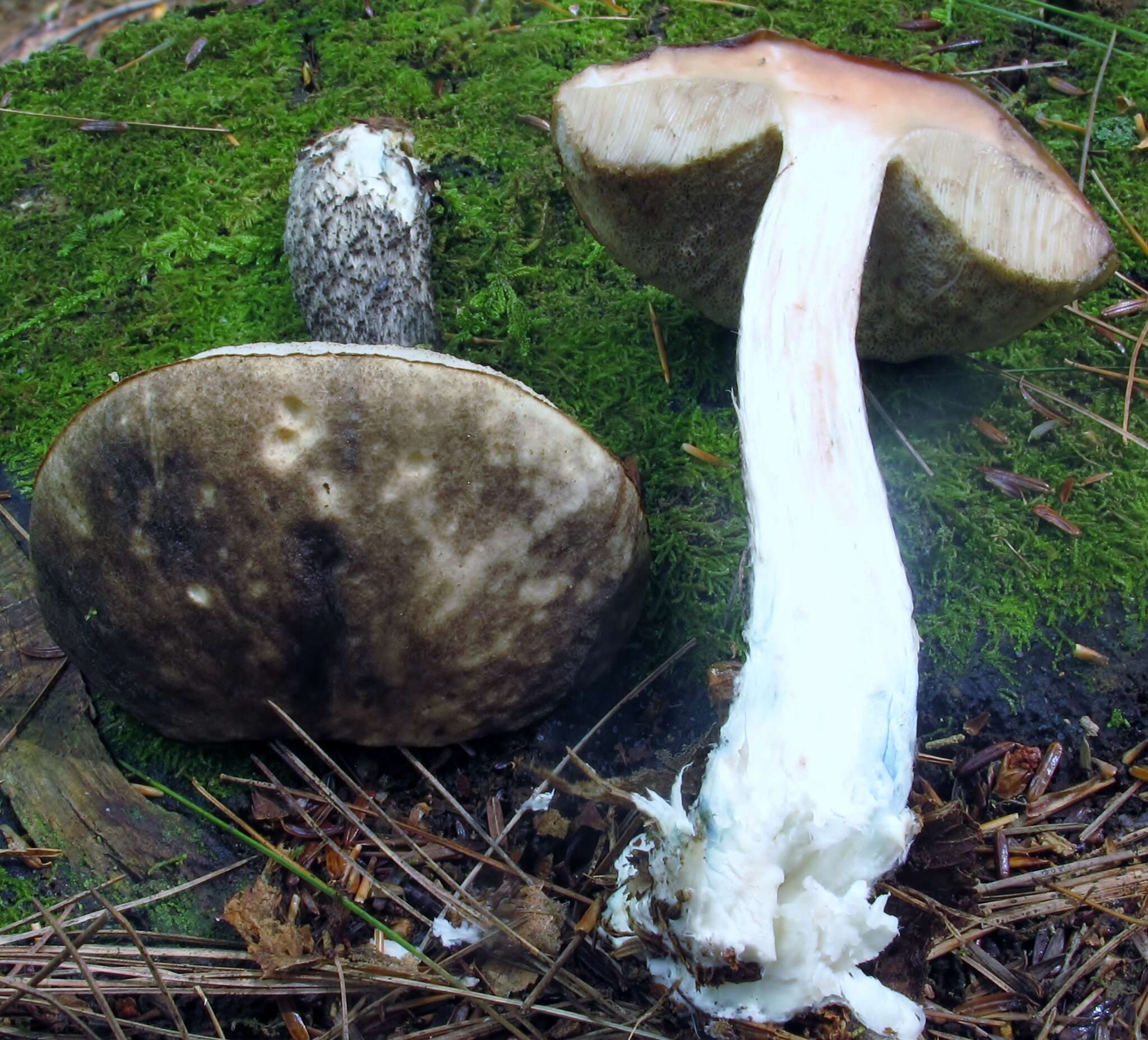 Image of Leccinum snellii A. H. Sm., Thiers & Watling 1967