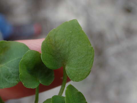 Image of Adenocline violifolia (Kunze) Prain