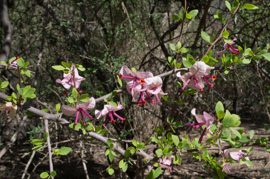 Bougainvillea berberidifolia Heimerl resmi