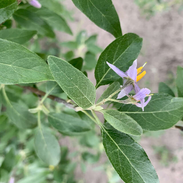 Image of Solanum tettense Klotzsch