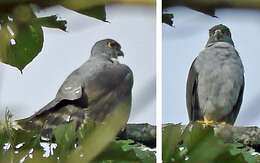 Image of Rufous-thighed Kite