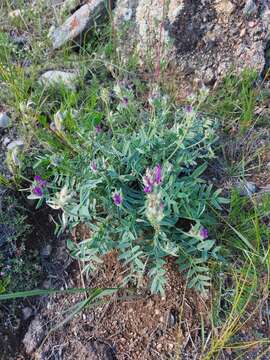 Слика од Oxytropis nitens Turcz.