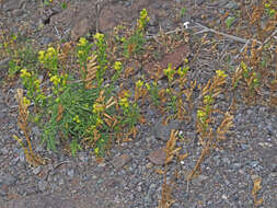 Image of Reseda crystallina Webb & Berth.