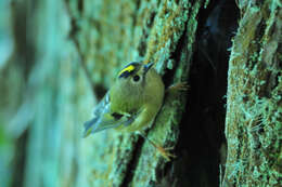 Image de Regulus regulus azoricus Seebohm 1883