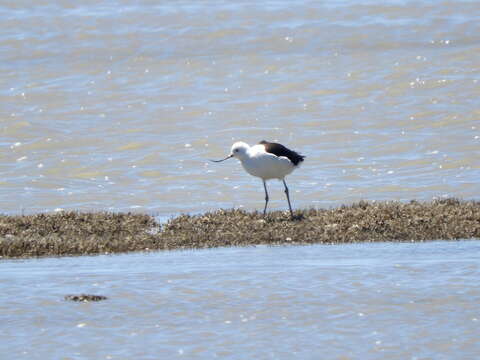 Image of Andean Avocet