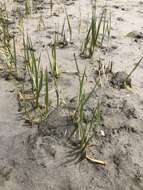 Image of California Cord Grass