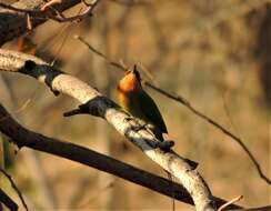 Image of Böhm's Bee-eater