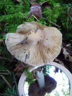 Image of Cortinarius livido-ochraceus (Berk.) Berk. 1860