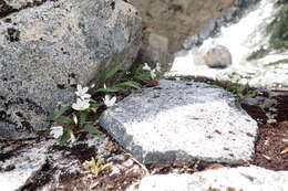 Image of Pacific springbeauty