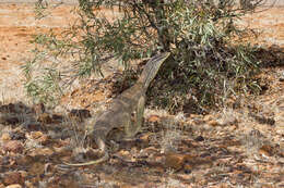 Image of Varanus panoptes panoptes (Storr 1980)