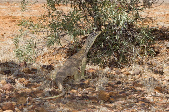 صورة Varanus panoptes panoptes (Storr 1980)