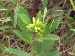 Image of Eriosema campestre Benth.