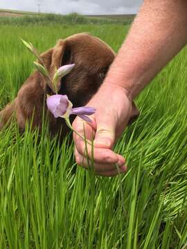 صورة Gladiolus papilio Hook. fil.