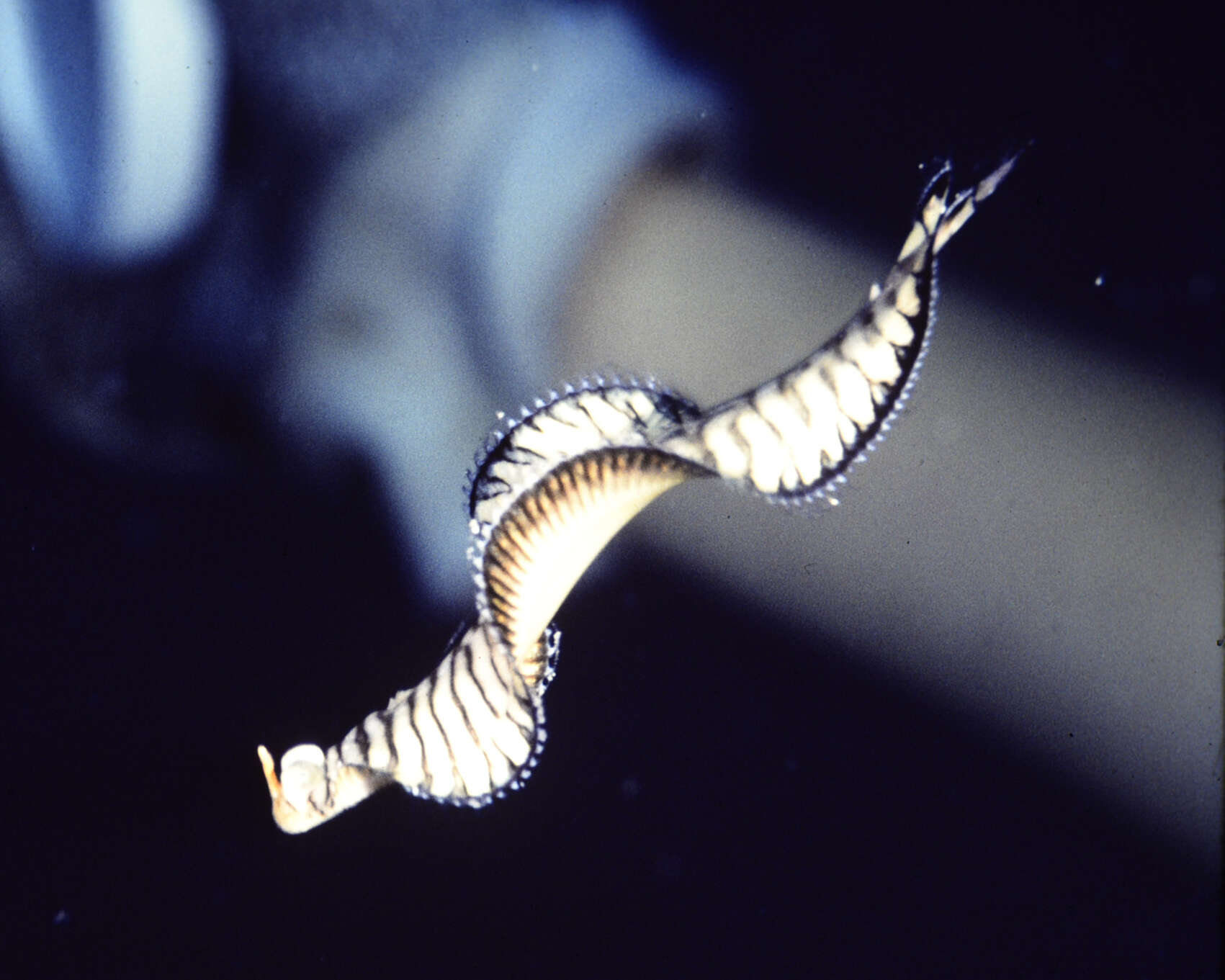 Image of yellow-spotted sole