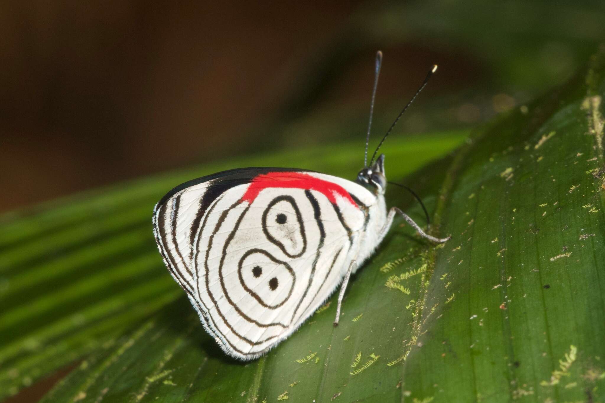 صورة Diaethria neglecta Salvin 1869