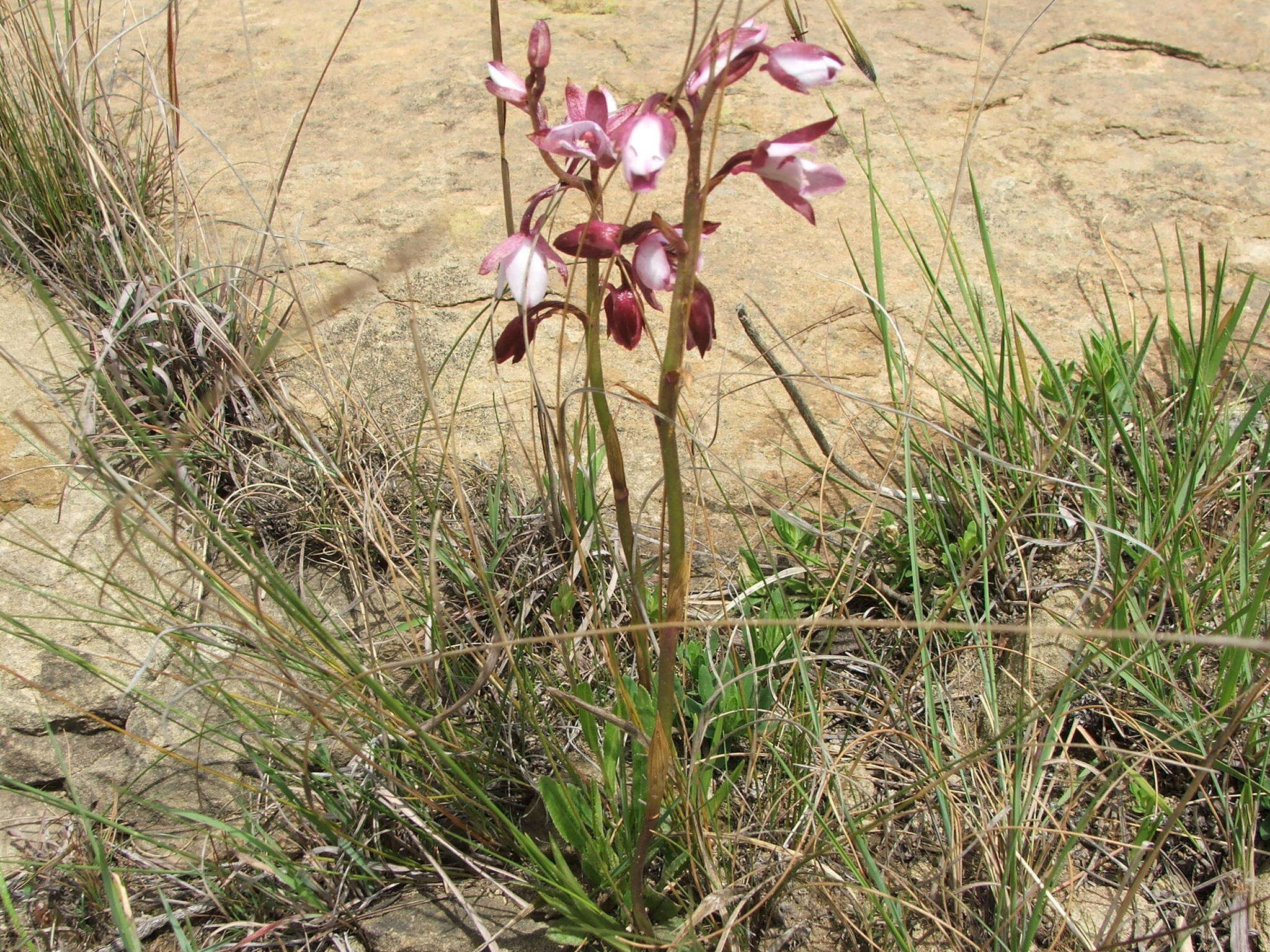 Image de Eulophia hians var. hians