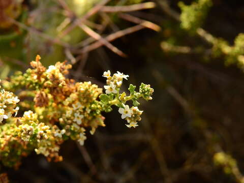 Image of Acantholippia