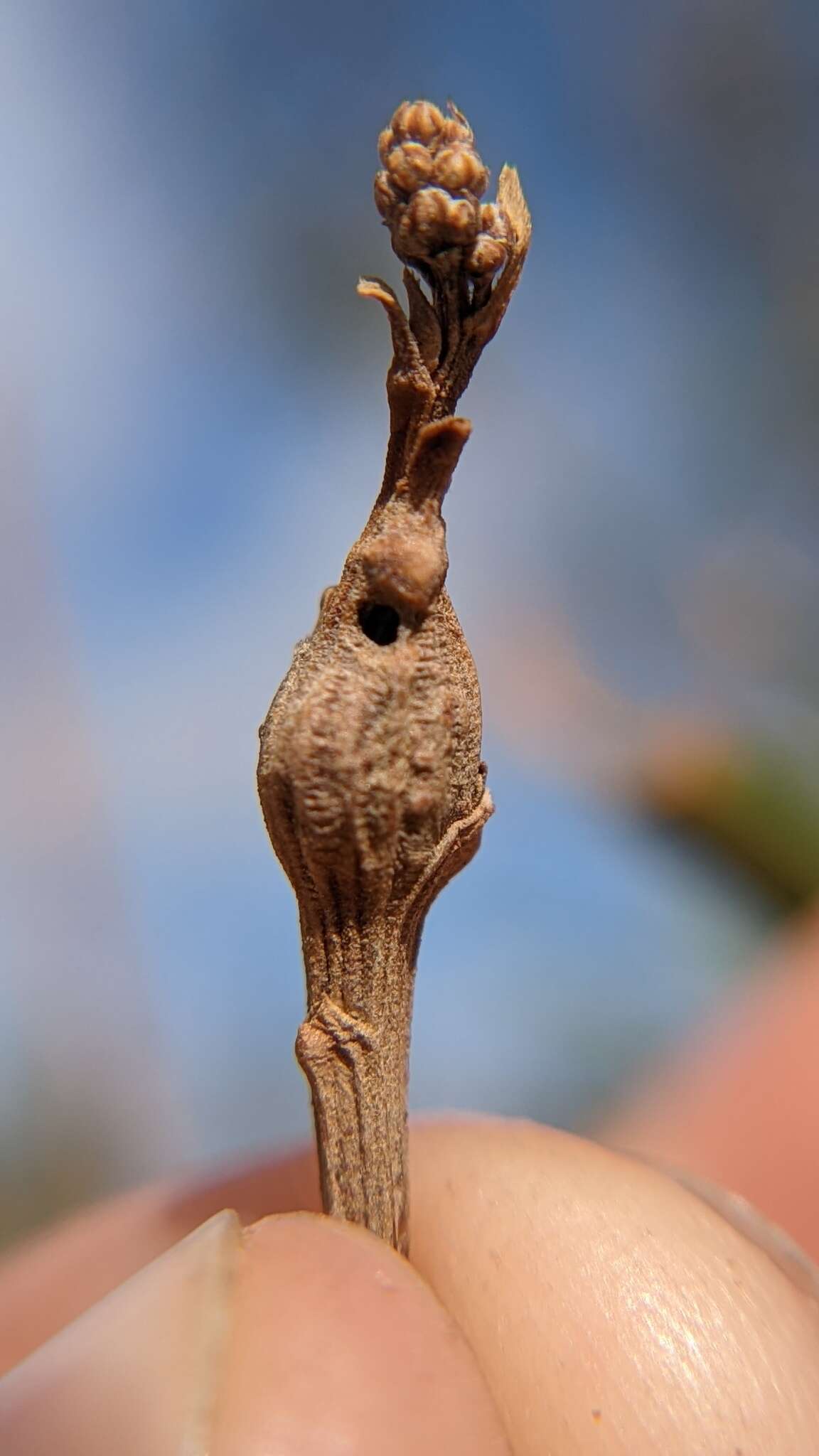 Image de Tephritis baccharis (Coquillett 1894)