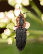 Image of Lacon discoideus (Weber 1801)