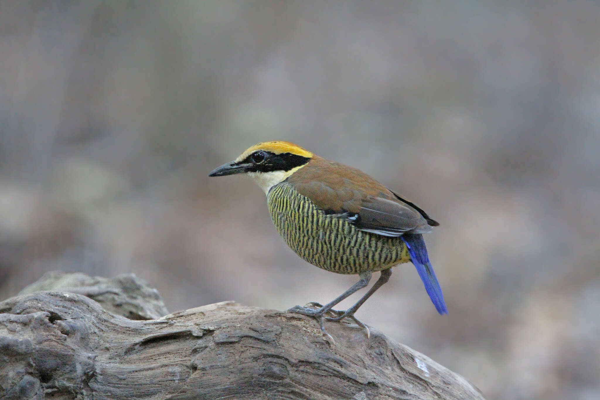 Image of Javan Banded Pitta