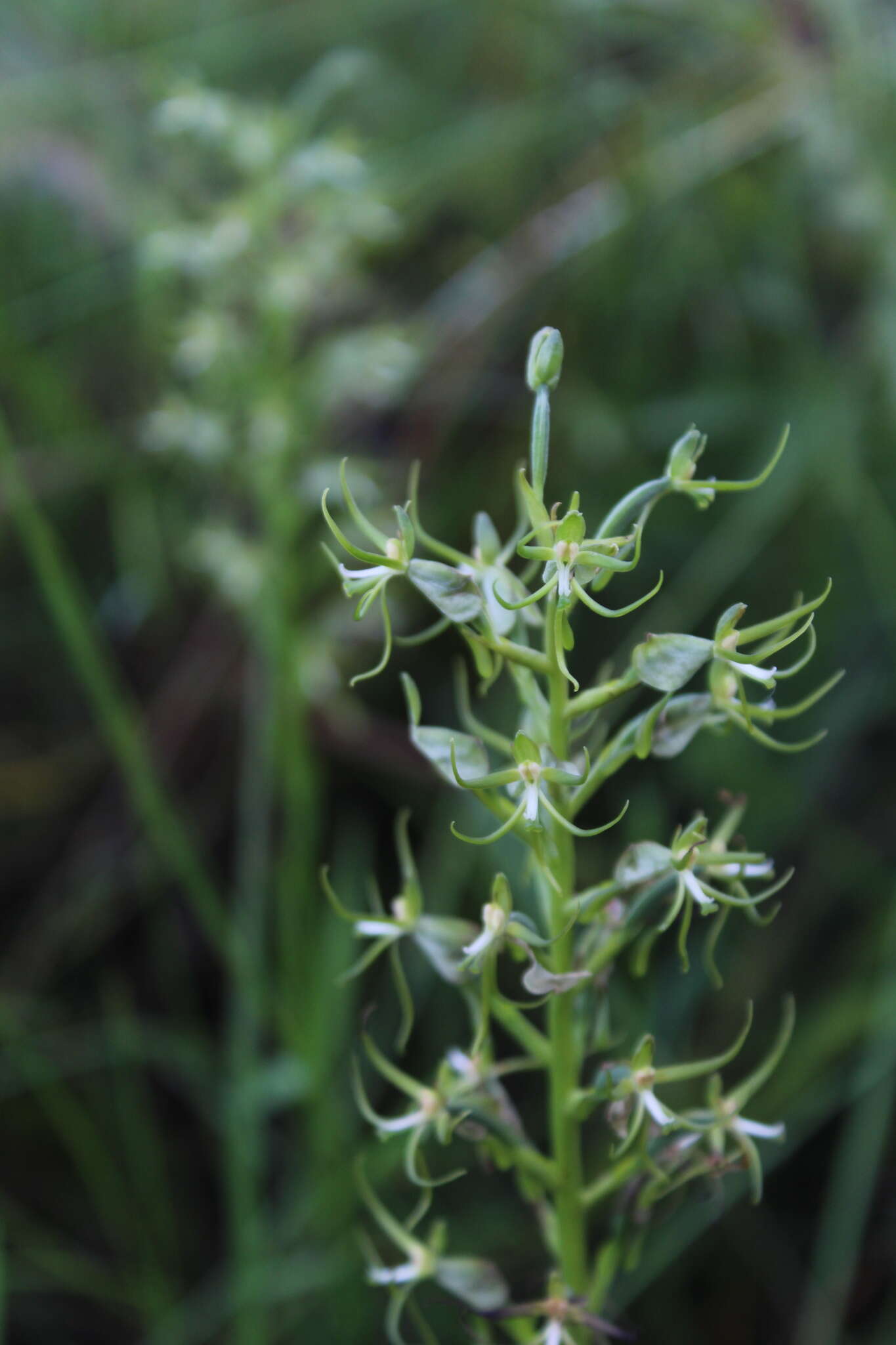 Habenaria cornutella Summerh.的圖片