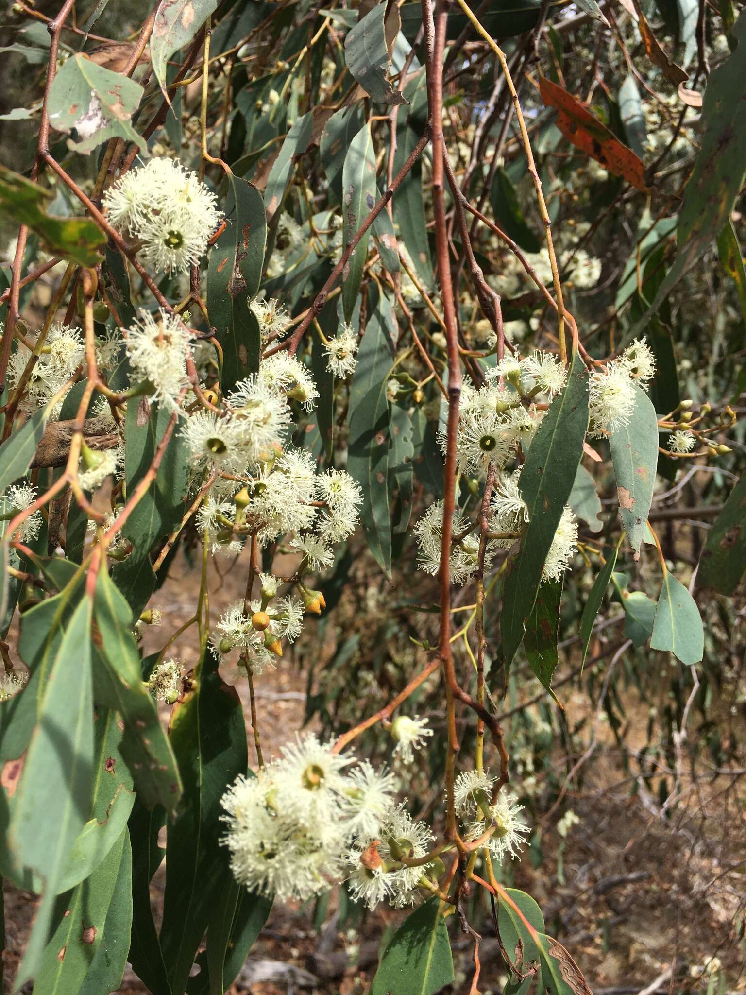 صورة Eucalyptus macrorhyncha F. Müll.