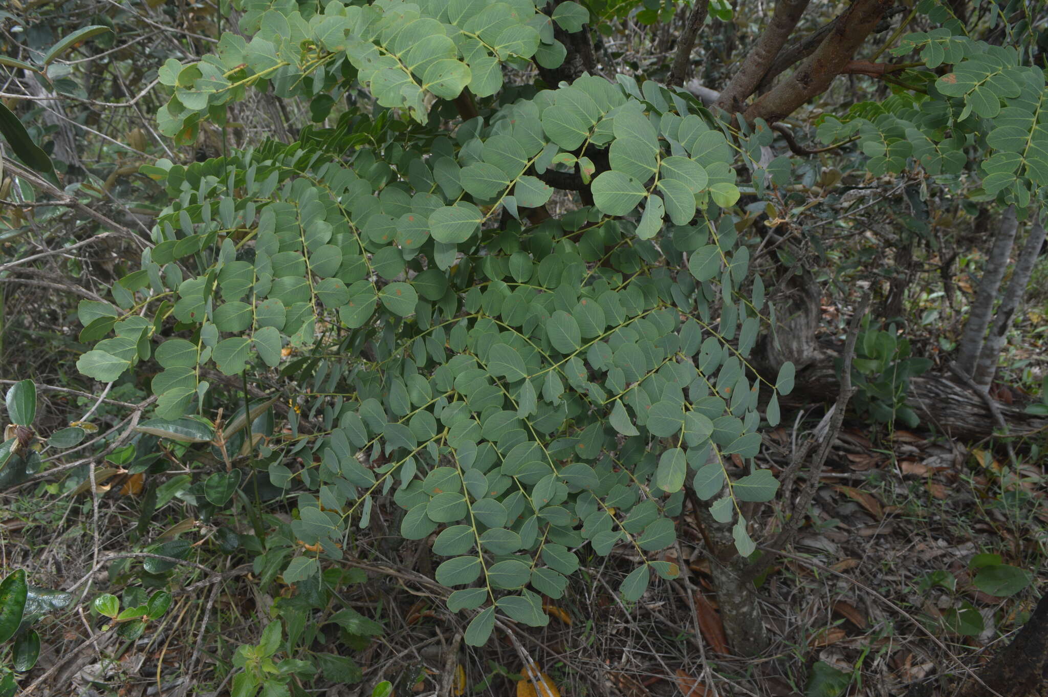 Plancia ëd Stryphnodendron adstringens (Mart.) Coville