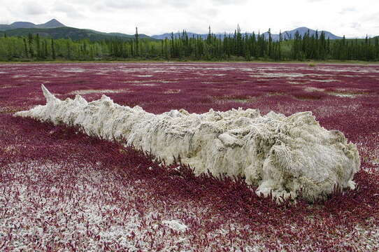 Image of red samphire