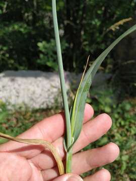 Image of sand leek