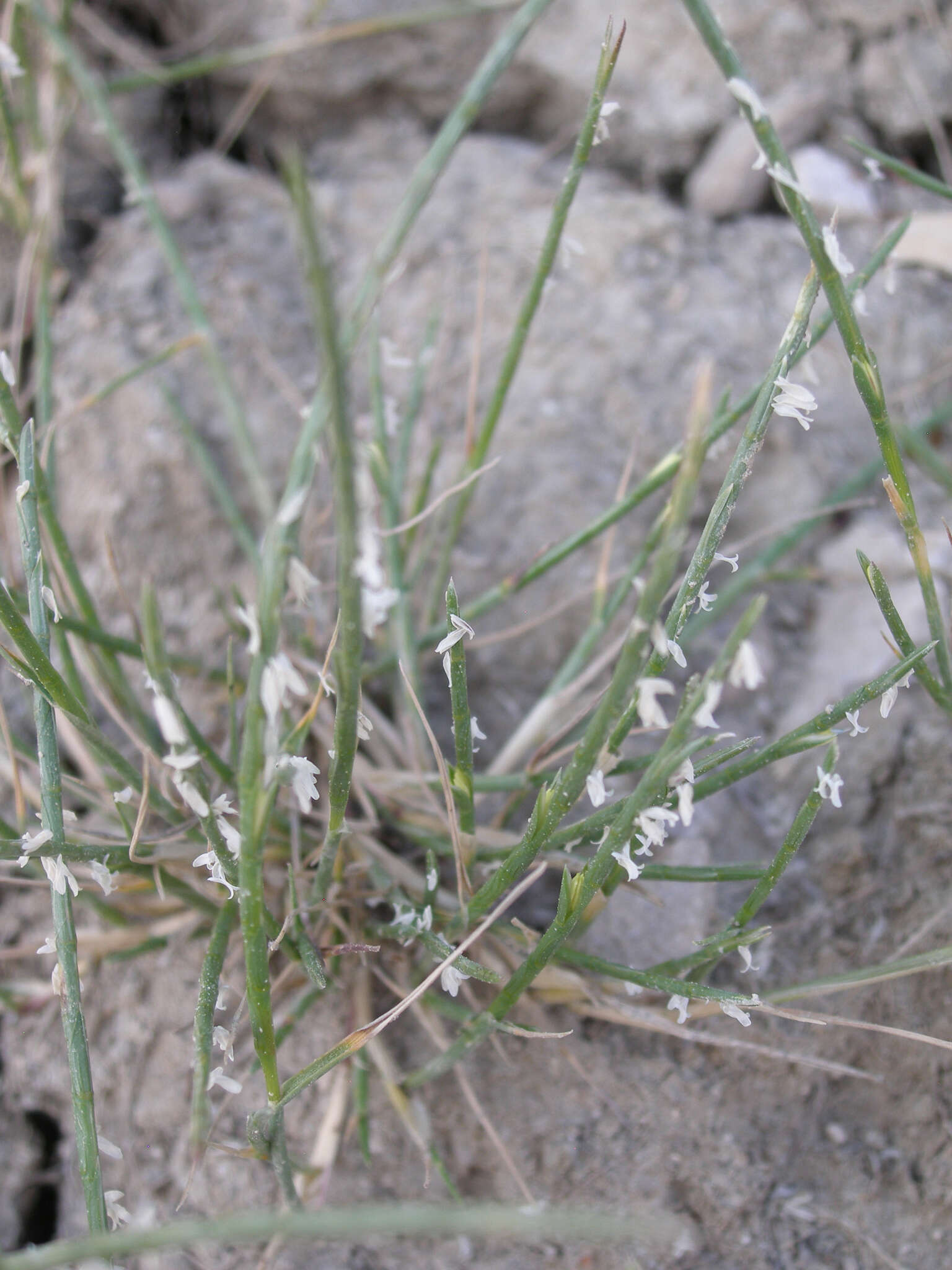 Image of Hainardia cylindrica (Willd.) Greuter