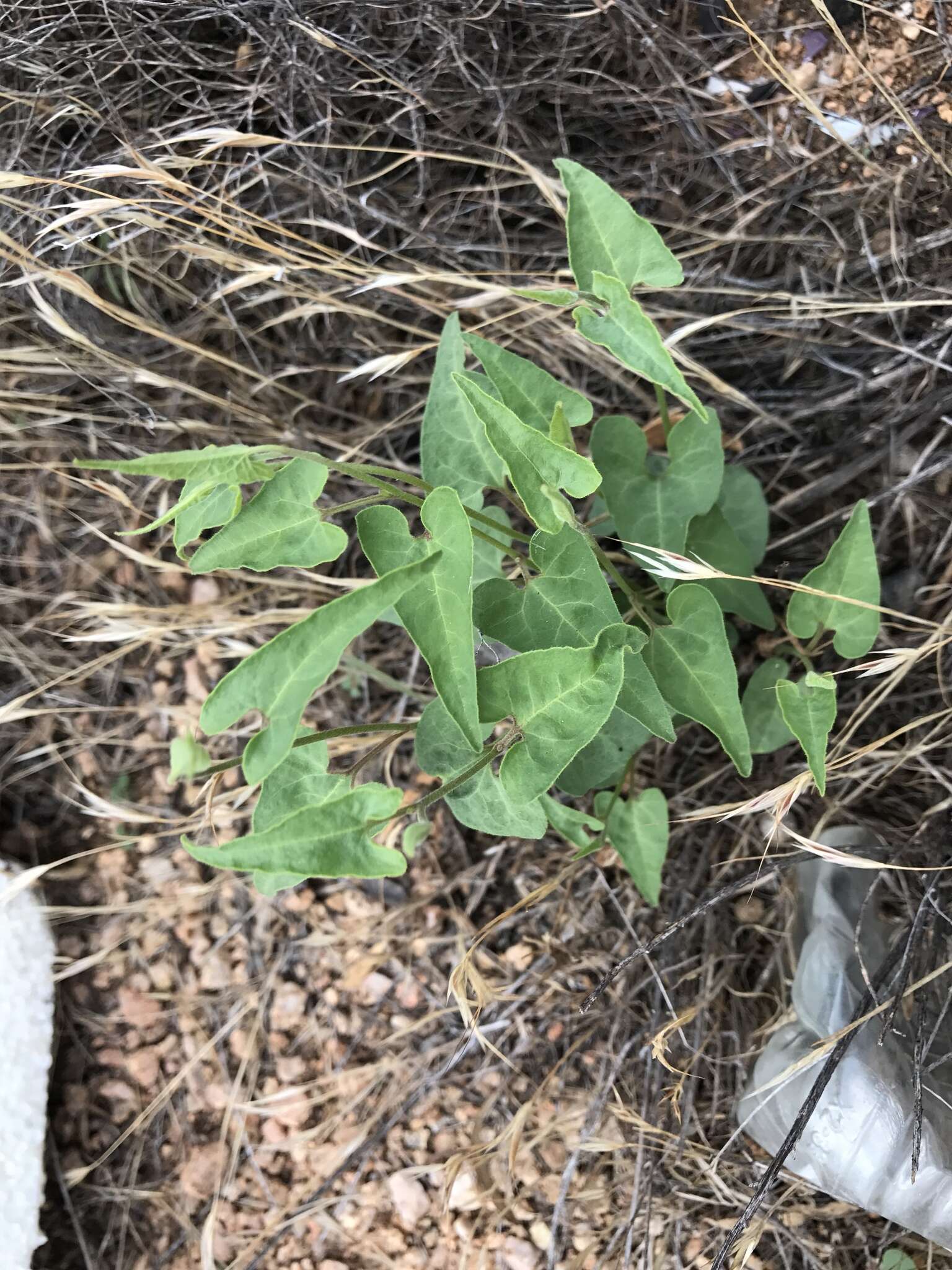 Image of Texas milkvine